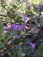 Penstemon neotericus