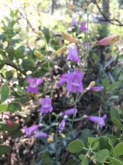 Penstemon neotericus