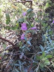 Penstemon neotericus