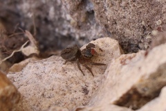Salticinae