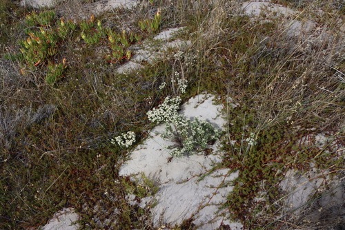 Image of Helichrysum niveum by (c) Tony Rebelo, some rights reserved (CC BY-SA)