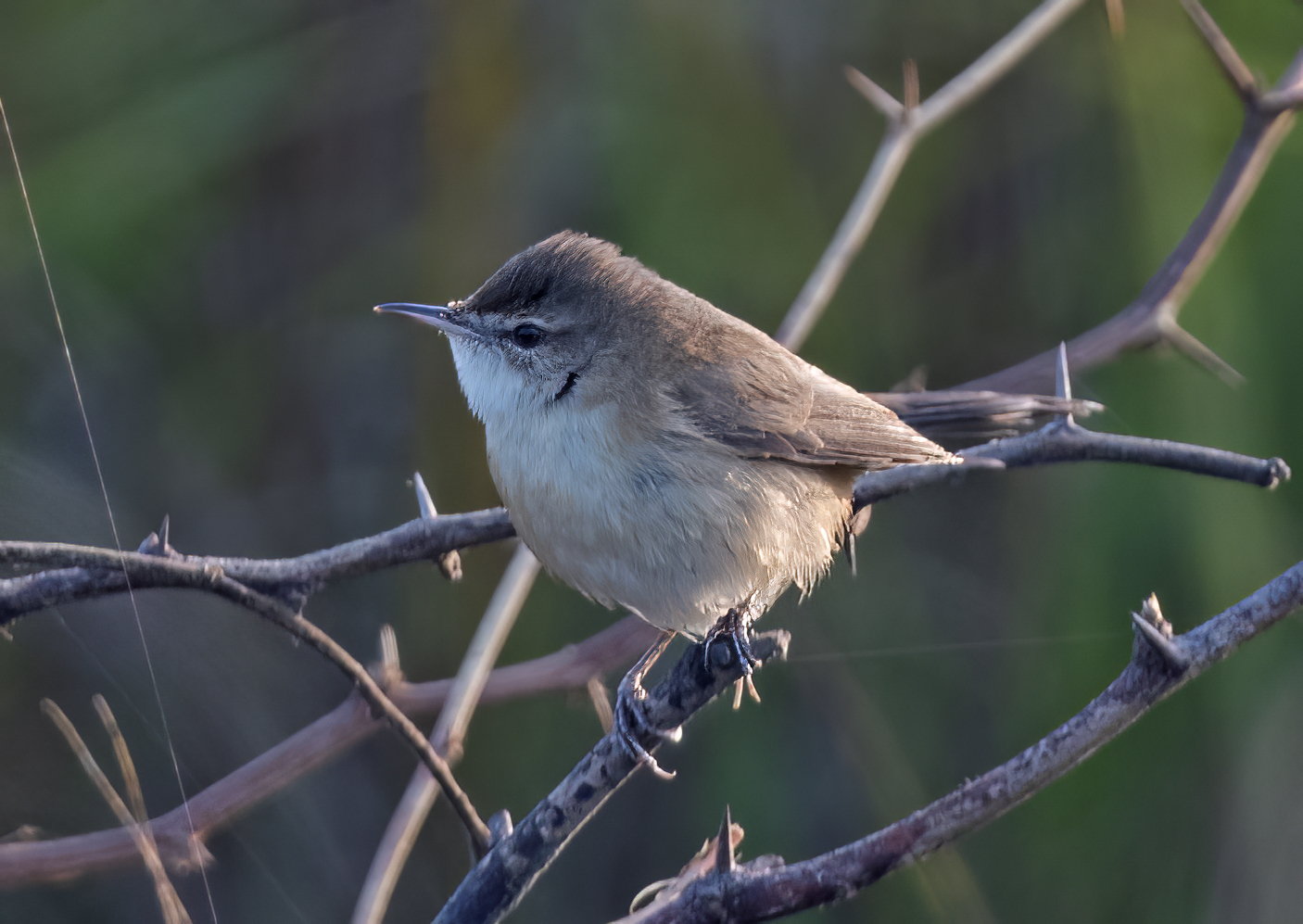Paddyfield Warbler (Acrocephalus agricola)