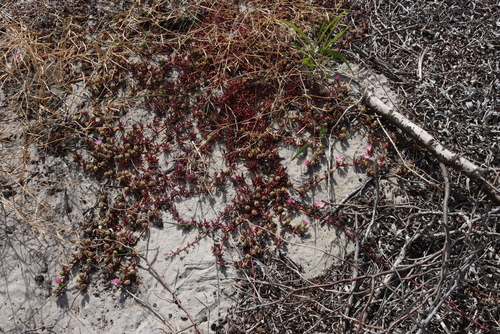 Image of Mesembryanthemum canaliculatum by (c) Tony Rebelo, some rights reserved (CC BY-SA)