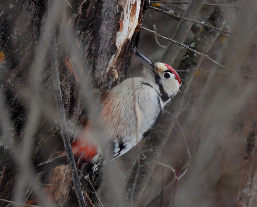 Pico dorsiblanco (Dendrocopos leucotos)