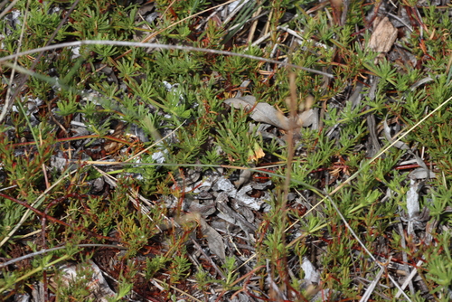 West Coast Dollsrose (Hermannia angustibracteata)