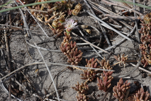 Image of Mesembryanthemum canaliculatum by (c) Tony Rebelo, some rights reserved (CC BY-SA)