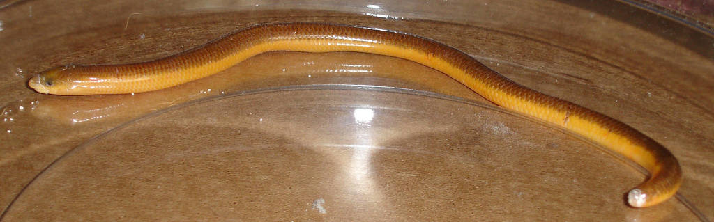 Percival's Lance Skink