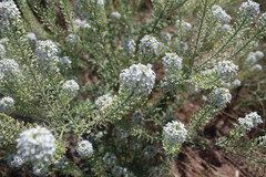 Lepidium montanum