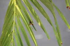 Polistes sagittarius