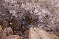 Salticinae