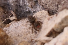 Salticinae