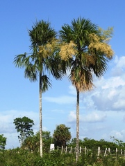 Sabal mauritiiformis