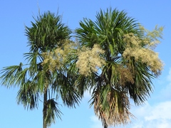Sabal mauritiiformis