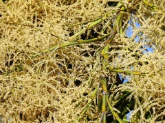 Sabal mauritiiformis