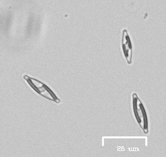 Naviculales