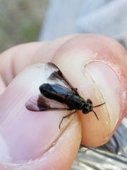 Chrysops univittatus