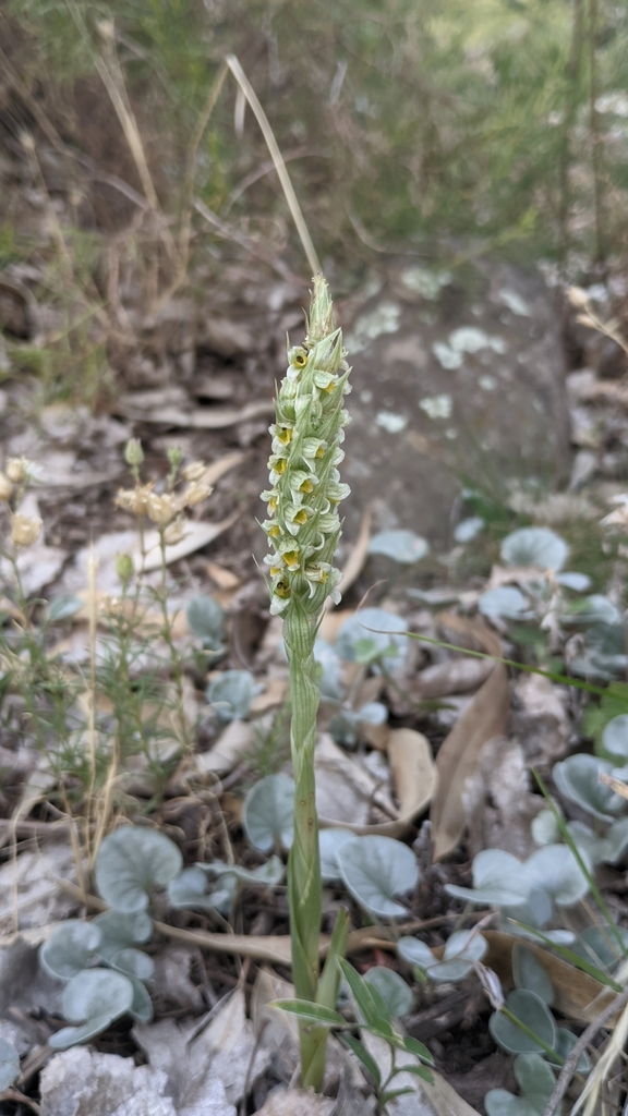 Brachystele dilatata
