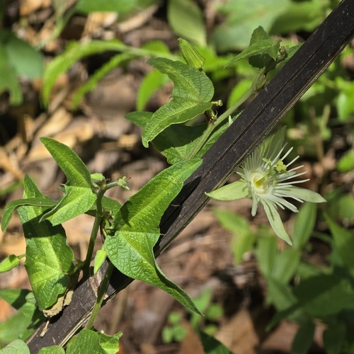 Foto de Maracujá-do-mato