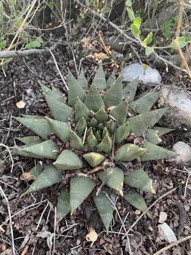 Ariocarpus trigonus