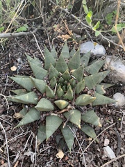 Ariocarpus trigonus