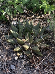 Ariocarpus trigonus