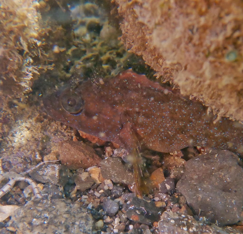 Labrisomus socorroensis