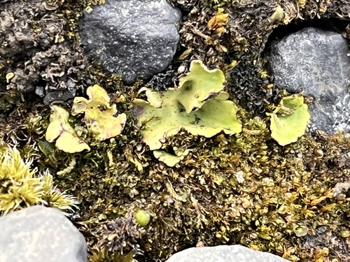 štítnatcovité (Peltigeraceae)