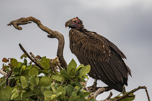 Lappet-faced Vulture