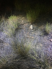 Micruroides euryxanthus