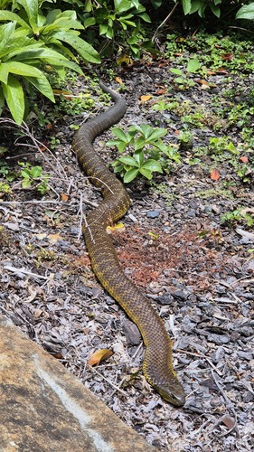 Tiger Snake sighting