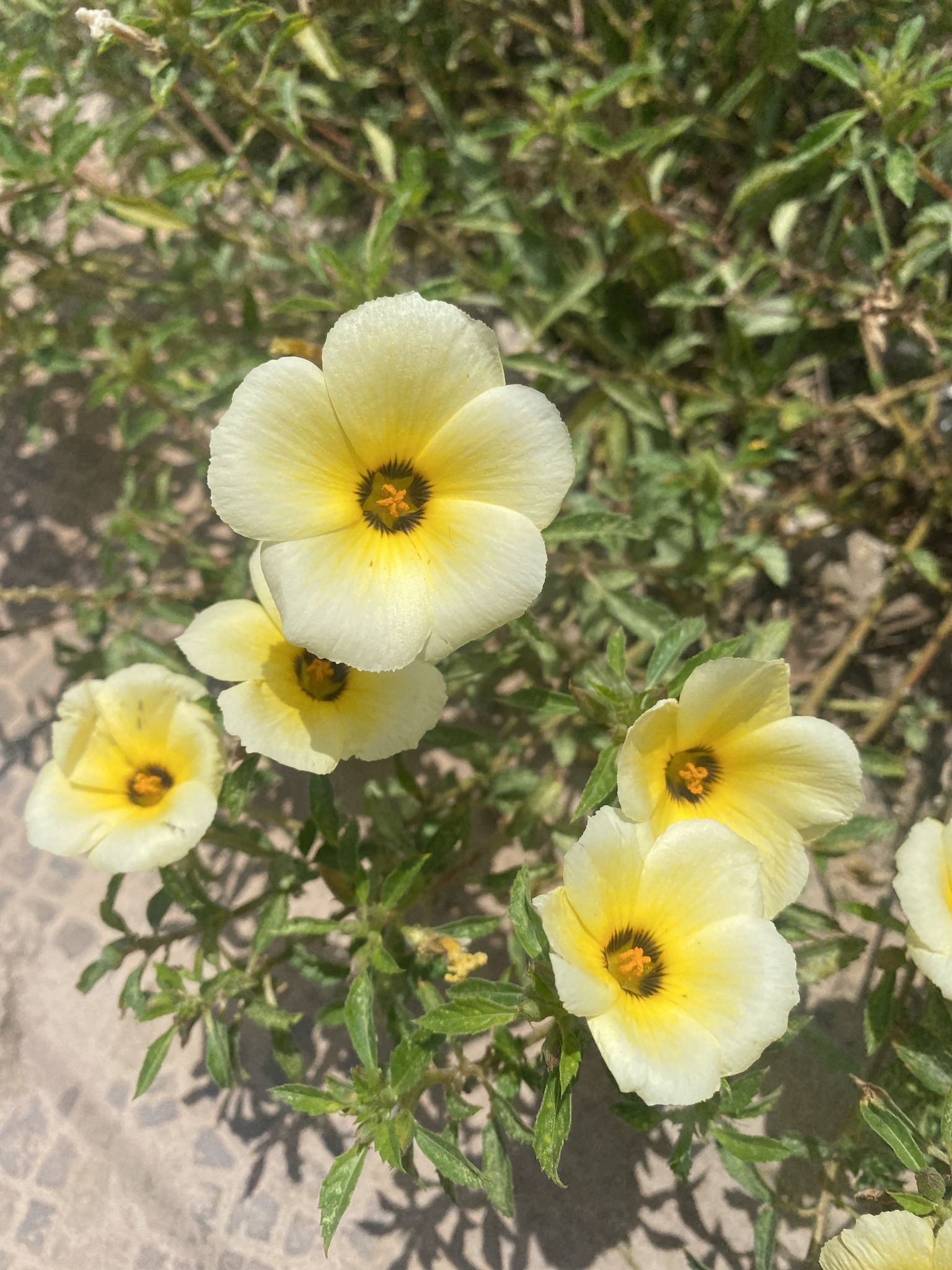 Turnera subulata