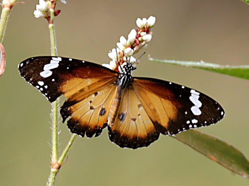 Danaus petilia