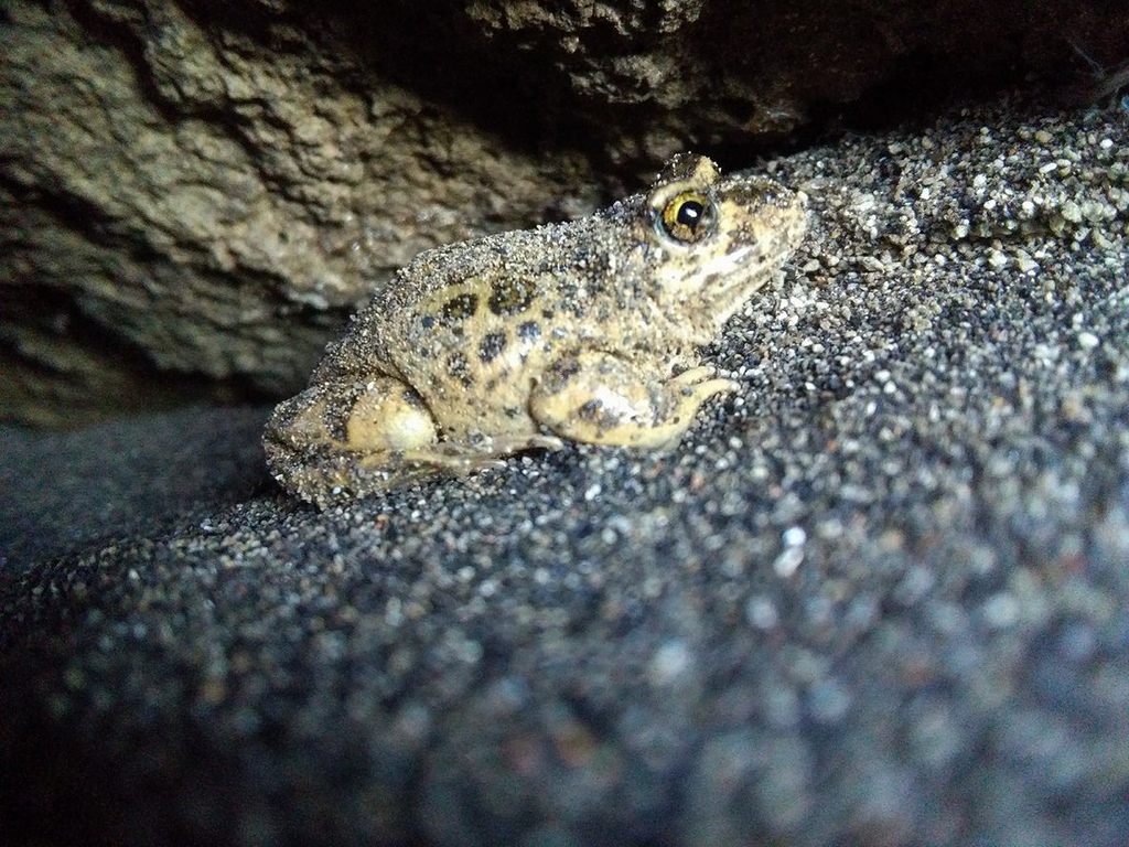 Patagonia Frogs