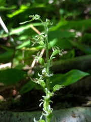 Neottia auriculata