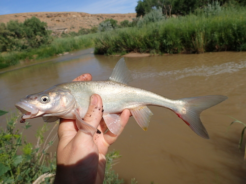 Roundtail chub (Gila robusta) — Cyprinidae — 2