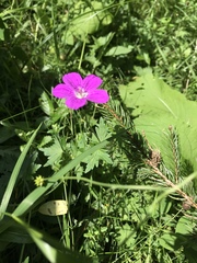 Geranium sanguineum