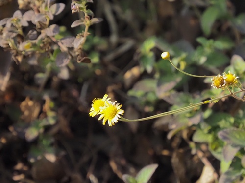 Chrysanthemum indicum iNat (1)