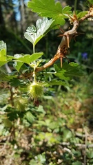 Ribes roezlii