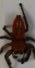 Phidippus pius