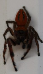 Phidippus pius
