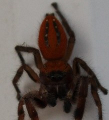 Phidippus pius