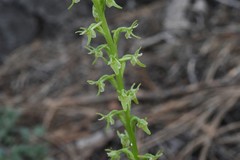 Platanthera leptopetala