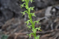 Platanthera leptopetala