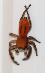 Phidippus pius