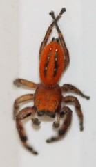 Phidippus pius
