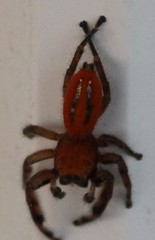 Phidippus pius
