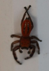 Phidippus pius