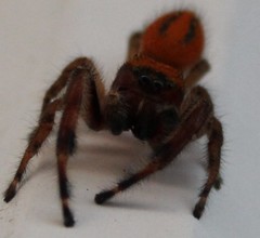 Phidippus pius