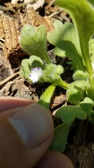 Nemophila spatulata