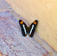 Adelpha iphicleola